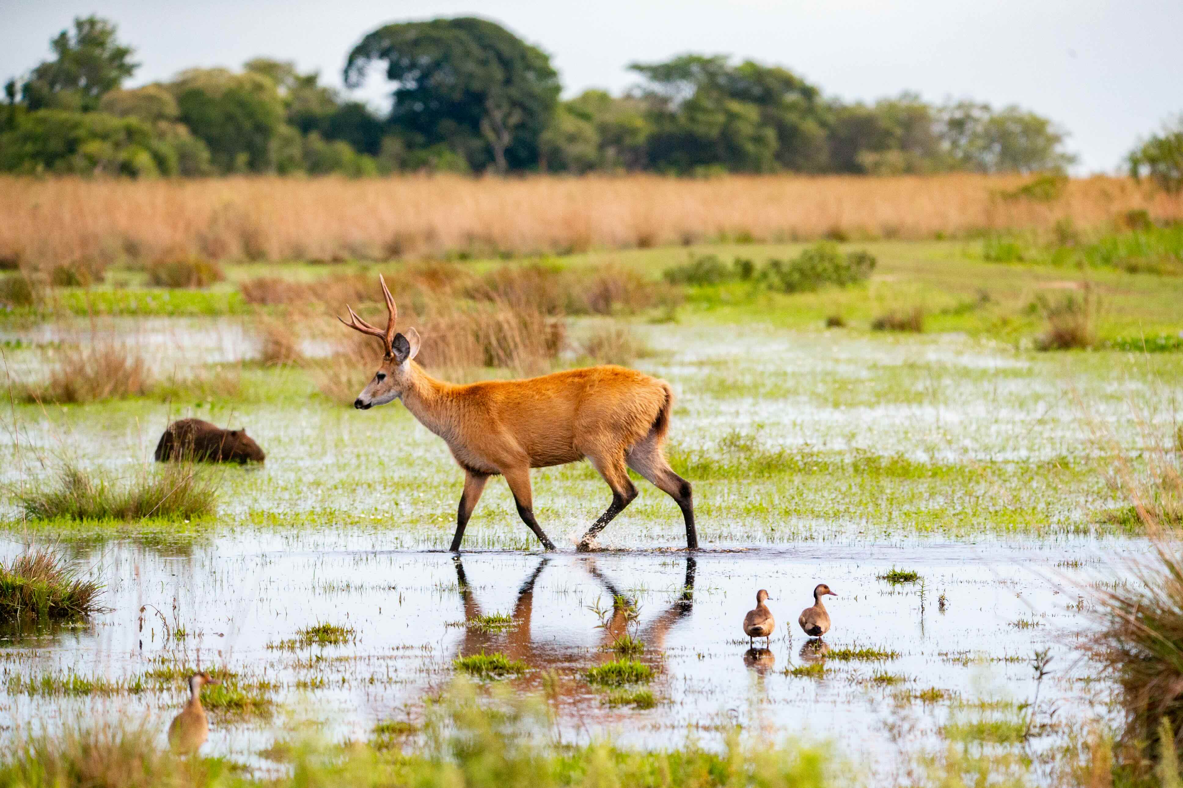 Ibera Wetlands