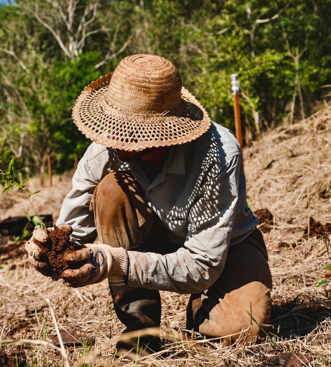 Restoring the Atlantic Forest with the Bayka Project