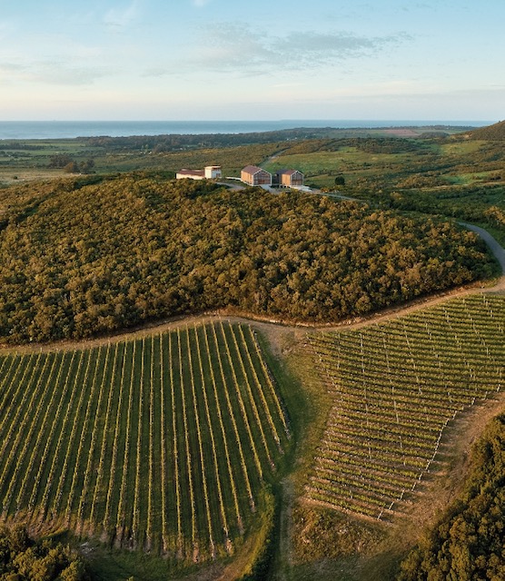 Bodega Bouza
