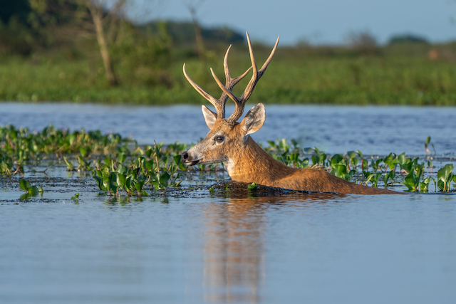 1. Iberá Wetlands